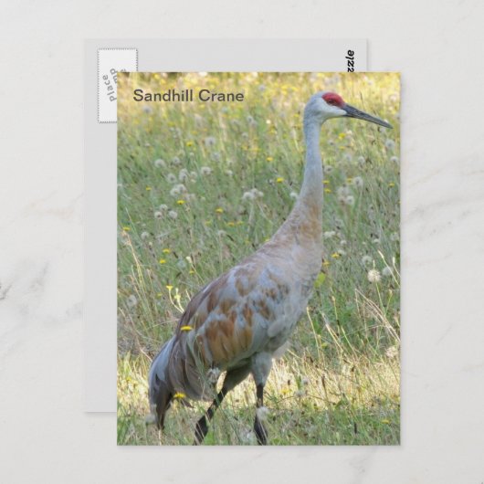 Sandhill Crane Briefkaart (Voorkant / Achterkant)