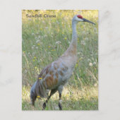 Sandhill Crane Briefkaart (Voorkant)