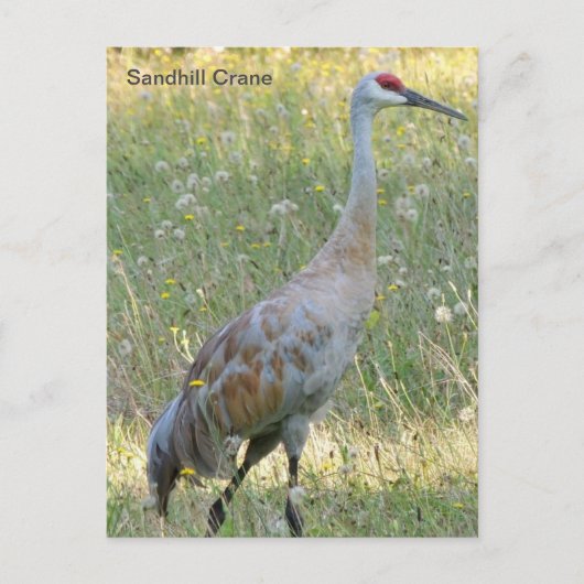 Sandhill Crane Briefkaart (Voorkant)