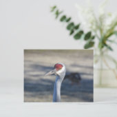 Sandhill Crane Briefkaart (Staand voorkant)