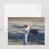 Sandhill Crane Briefkaart (Voorkant / Achterkant)