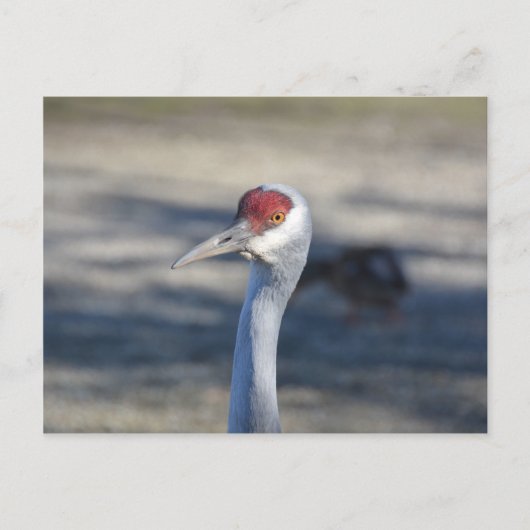 Sandhill Crane Briefkaart (Voorkant)