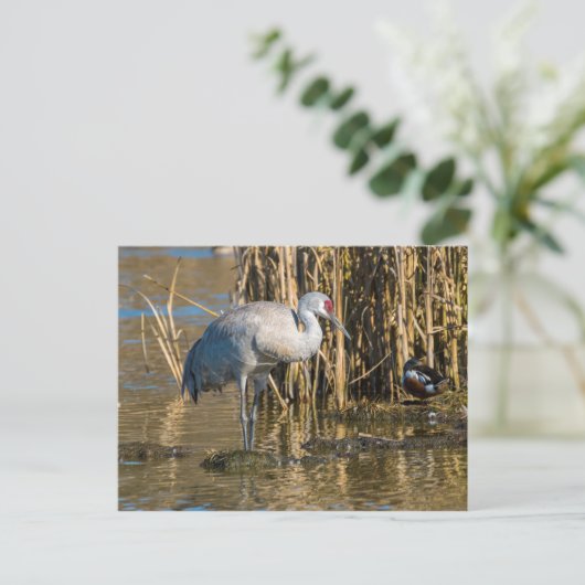 Sandhill Crane Briefkaart (Staand voorkant)