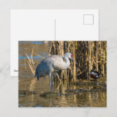 Sandhill Crane Briefkaart (Voorkant / Achterkant)