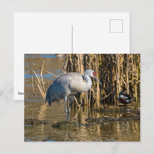 Sandhill Crane Briefkaart (Voorkant / Achterkant)