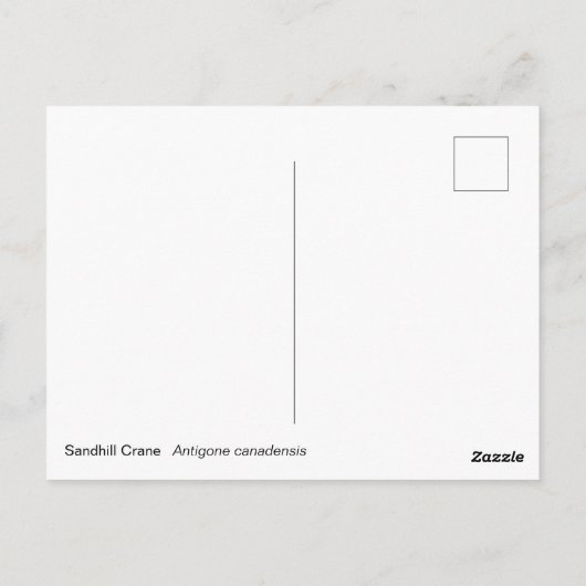 Sandhill Crane Briefkaart (Achterkant)