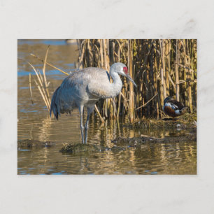 Sandhill Crane Briefkaart