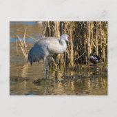 Sandhill Crane Briefkaart (Voorkant)