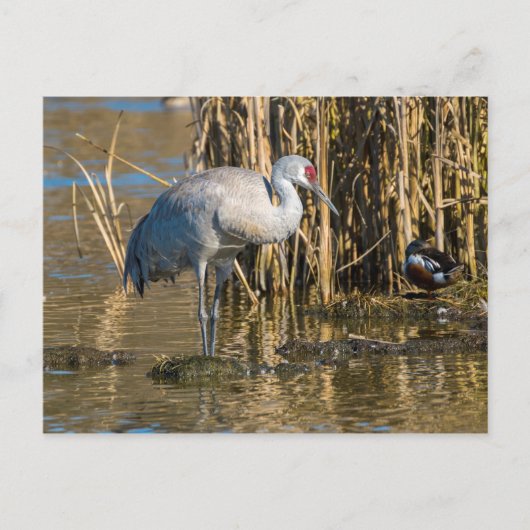 Sandhill Crane Briefkaart (Voorkant)