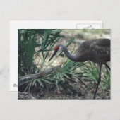 Sandhill Crane Briefkaart (Voorkant / Achterkant)
