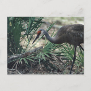 Sandhill Crane Briefkaart
