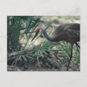 Sandhill Crane Briefkaart (Voorkant)