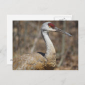 Sandhill Crane briefkaart (Voorkant / Achterkant)