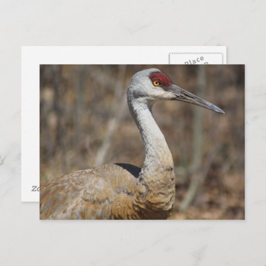 Sandhill Crane briefkaart (Voorkant / Achterkant)