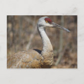 Sandhill Crane briefkaart (Voorkant)