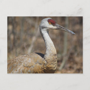 Sandhill Crane briefkaart