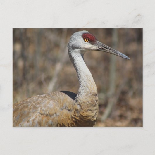 Sandhill Crane briefkaart (Voorkant)