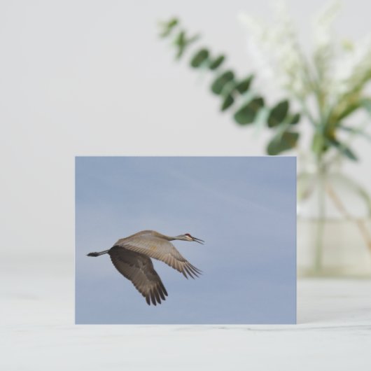 Sandhill Crane briefkaart (Staand voorkant)