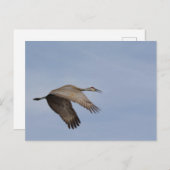 Sandhill Crane briefkaart (Voorkant / Achterkant)