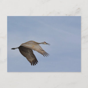 Sandhill Crane briefkaart