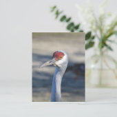 Sandhill Crane Briefkaart (Staand voorkant)