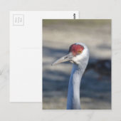 Sandhill Crane Briefkaart (Voorkant / Achterkant)