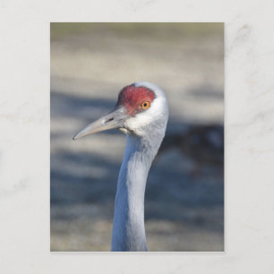 Sandhill Crane Briefkaart