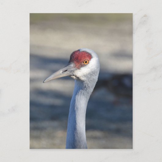Sandhill Crane Briefkaart (Voorkant)
