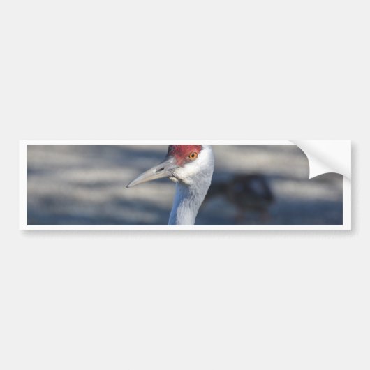 Sandhill Crane Bumpersticker (Voorkant)