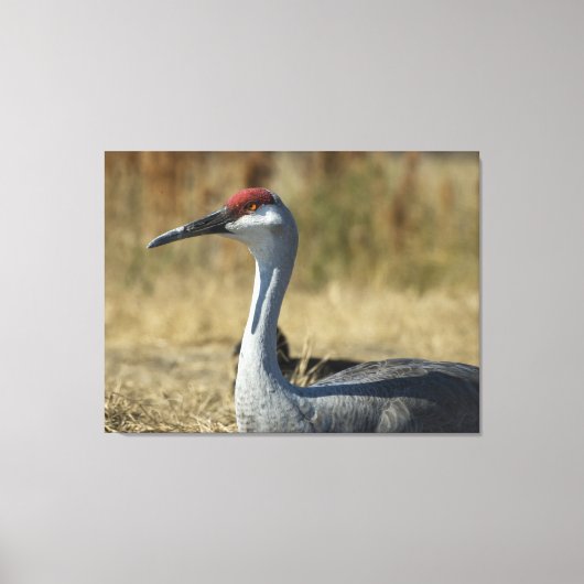 Sandhill Crane Canvas Afdruk (Voorkant)
