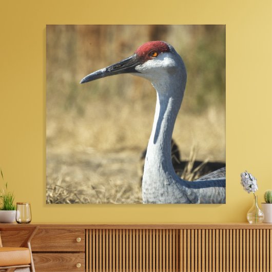 Sandhill Crane Canvas Afdruk (Insitu (Woonkamer))
