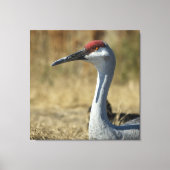 Sandhill Crane Canvas Afdruk (Voorkant)