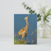 Sandhill Crane Chick Briefkaart (Staand voorkant)