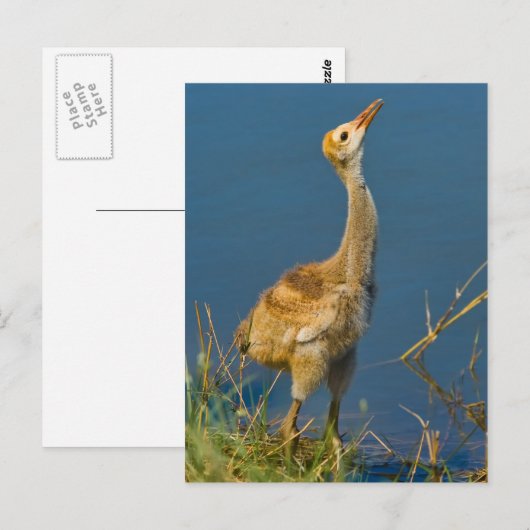 Sandhill Crane Chick Briefkaart (Voorkant / Achterkant)
