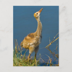 Sandhill Crane Chick Briefkaart