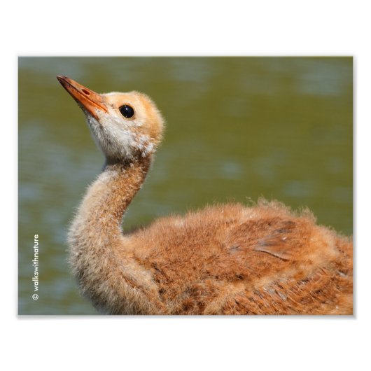 Sandhill Crane Colt Foto Afdruk (Voorkant)