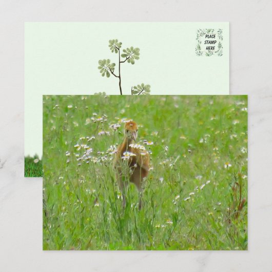 Sandhill Crane Colt (kuiken) Briefkaart (Voorkant / Achterkant)