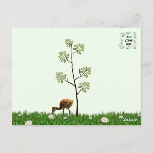 Sandhill Crane Colt (kuiken) Briefkaart (Achterkant)