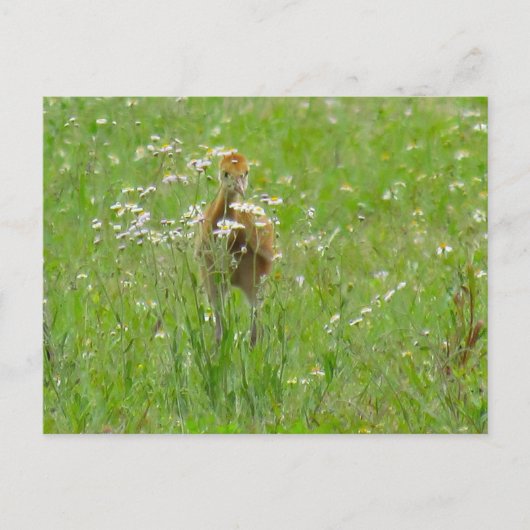 Sandhill Crane Colt (kuiken) Briefkaart (Voorkant)