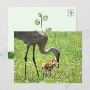 Sandhill Crane en 2 Colts (kuiken) Briefkaart
