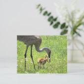 Sandhill Crane en 2 Colts (kuiken) Briefkaart (Staand voorkant)