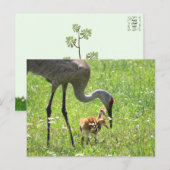 Sandhill Crane en 2 Colts (kuiken) Briefkaart (Voorkant / Achterkant)