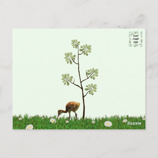 Sandhill Crane en 2 Colts (kuiken) Briefkaart (Achterkant)