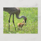 Sandhill Crane en 2 Colts (kuiken) Briefkaart (Voorkant)