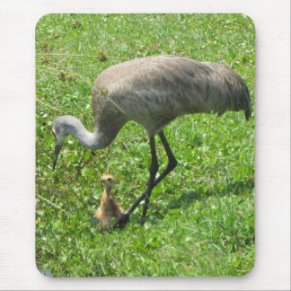 Sandhill Crane en Chick Muismat