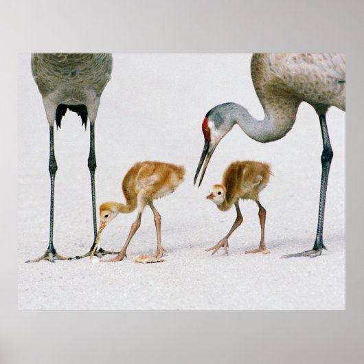 Sandhill Crane Famiy print (Voorkant)