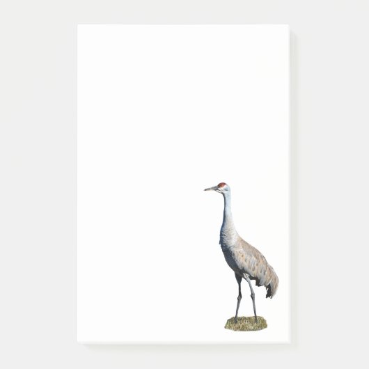 Sandhill Crane Foto 4x6 Notities Post-it® Notes (Voorkant)