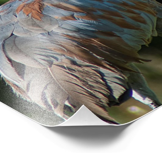 SandHill crane Foto Afdruk (Hoek)