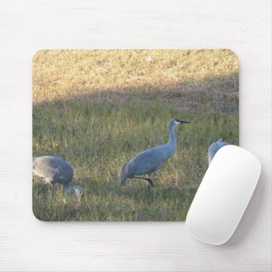 Sandhill Crane Grazing Foto Muismat (Met muis)