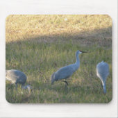 Sandhill Crane Grazing Foto Muismat (Voorkant)